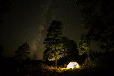 Nacht im Wald